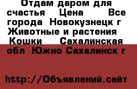 Отдам даром для счастья. › Цена ­ 1 - Все города, Новокузнецк г. Животные и растения » Кошки   . Сахалинская обл.,Южно-Сахалинск г.